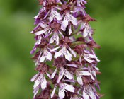 Infiorescenza di Orchis purpurea HUDS.