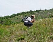 Alla ricerca di Orchis purpurea sull’Appennino modenese.