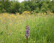 Infiorescenza di Orchis purpurea HUDS. Sullo sfondo una spettacolare fioritura di Crepis sp.