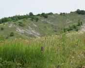 Stazione di Orchis purpurea sull’Appennino modenese.