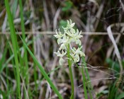 Infiorescenza di Orchis provincialis BALB. EX LAM. & DC.