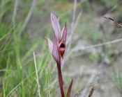 Infiorescenza di Serapias vomeracea (BURM.F.) BRIQ.