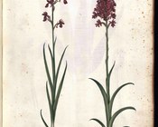 Anacamptis laxiflora Lam. e Anacamptis pyramidalis (L.) L.C.M. Rich. - Orchidea acquatica, detta anche orchidea a fiori radi, galletto di palude, galletti e Orchidea piramidale