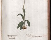 Ophrys sphegodes Mill. - Ofride verde-bruna detta anche ofride fior di ragno, fior ragno