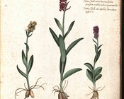 Orchidea sambucina - Dactylorhiza sambucina (L.) Soó