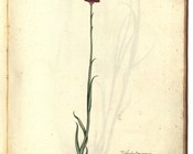 Anacamptis pyramidalis (L.) L.C.M. Rich. - Orchidea piramidale