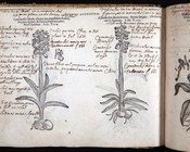 DE L’OBEL, MATTHIAS - Plantarum seu stirpium icones Anversa, Christophe Plantin, 1581