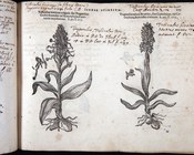 DE L’OBEL, MATTHIAS - Plantarum seu stirpium icones Anversa, Christophe Plantin, 1581