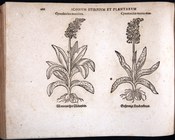 THEODORUS, JACOBUS - Eicones plantarum seu stirpium, arborum nempe, fructicum, herbarum, fructuum, lignorum, radicum, omnis generis : tam inquilinorum, quàm exoticorum Francoforte sul Meno, [Nikolaus Basseé], 1590