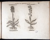 THEODORUS, JACOBUS - Eicones plantarum seu stirpium, arborum nempe, fructicum, herbarum, fructuum, lignorum, radicum, omnis generis : tam inquilinorum, quàm exoticorum Francoforte sul Meno, [Nikolaus Basseé], 1590