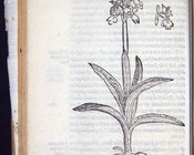 DODOENS, REMBERT - Florum, et coronariarum odoratarumque nonnullarum herbarum historia Anversa, Christophe Plantin, 1569