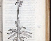 DODOENS, REMBERT - Florum, et coronariarum odoratarumque nonnullarum herbarum historia Anversa, Christophe Plantin, 1569