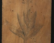 Cynosorchis species flore purpureo punctis distincto - tavoletta xilografica, fase preparatoria legno di pero, recto