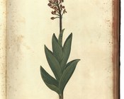 Orchis purpurea Huds. - Orchidea maggiore, orchidea purpurea