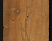 Testiculus flore purpureo pyramidali - tavoletta xilografica, fase preparatoria, recto